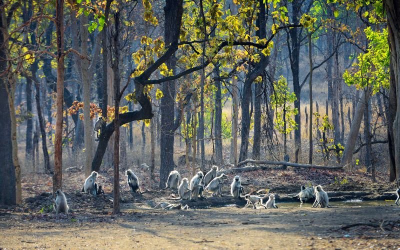 Pench National Park